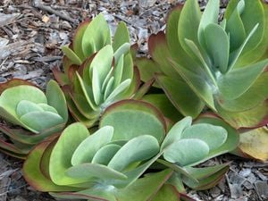 Alternate Text: "Overhead view of a succulent with round, flat leaves growing in bark mulch"