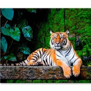 Beautiful Bengal Tiger with Lush Green   Print 100% Australian Made 75 x 50cm  (Stretched)