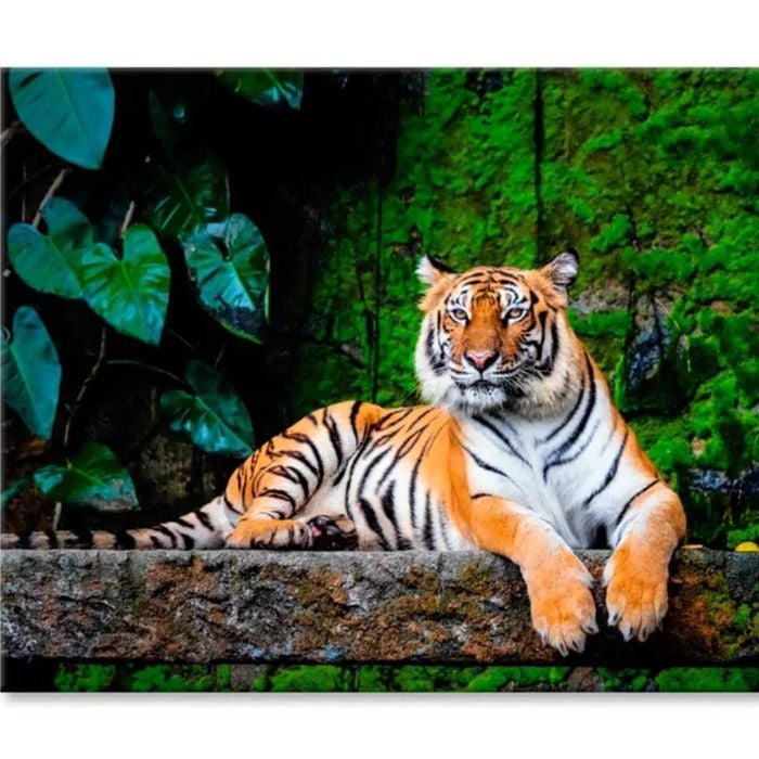 Beautiful Bengal Tiger with Lush Green   Print 100% Australian Made 75 x 50cm  (Stretched)