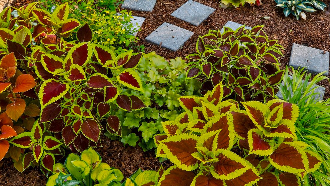 Garden bed filled with colourful foliage plants featuring lime-green, burgundy, and red leaves, bordered by mulch and square stepping stones.