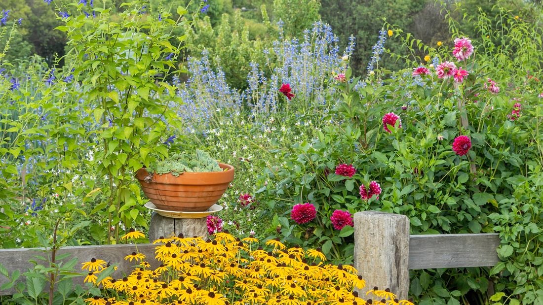 A garden with dense and lush green plants, red and purple flowers, a terracotta birdbath, and trees in the background.