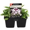 4 Cell Verbena Purple Bi Colour - Verbena lanai