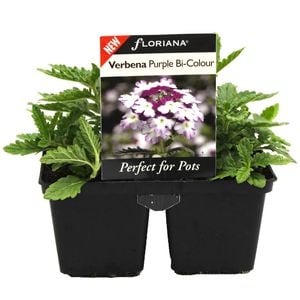 4 Cell Verbena Purple Bi Colour - Verbena lanai