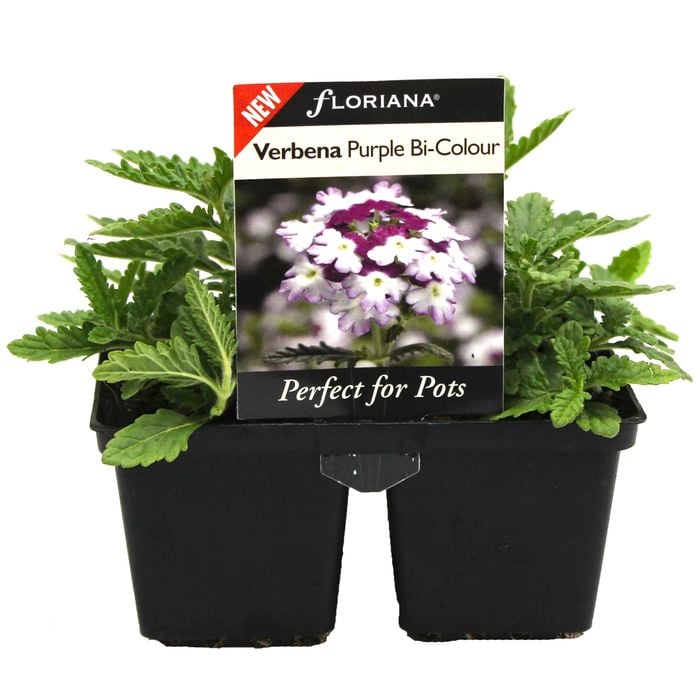 4 Cell Verbena Purple Bi Colour - Verbena lanai