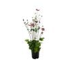 140mm Fantasy Ariel - Anemone x hybrida