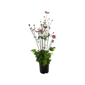 140mm Fantasy Ariel - Anemone x hybrida