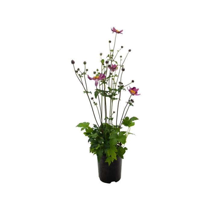 140mm Fantasy Ariel - Anemone x hybrida
