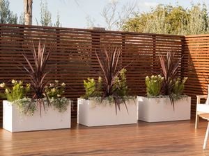 A modern outdoor entertainment area features planters with tall burgundy and green plants with cozy seating and wooden furniture.
