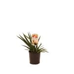 140mm Anigozanthos Bush Princess