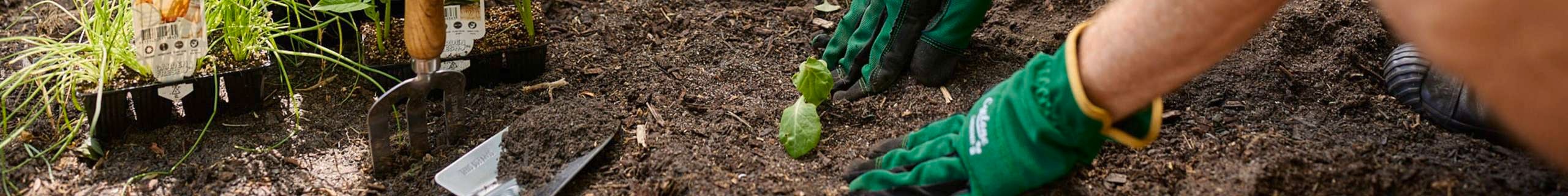 Baileys new header of plant being placed in soil