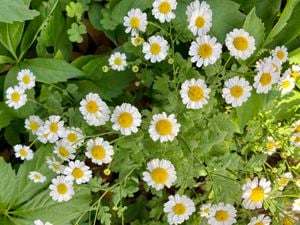 High angle closeup view of a group of beautiful vibrant white pyrethrum daisies growing in a garden on a sunny day in Spring