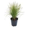 1.9L Lomandra Echidna Grass - Lomandra confertifolia