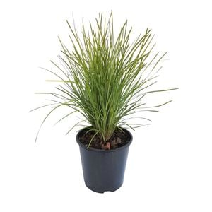 1.9L Lomandra Echidna Grass - Lomandra confertifolia