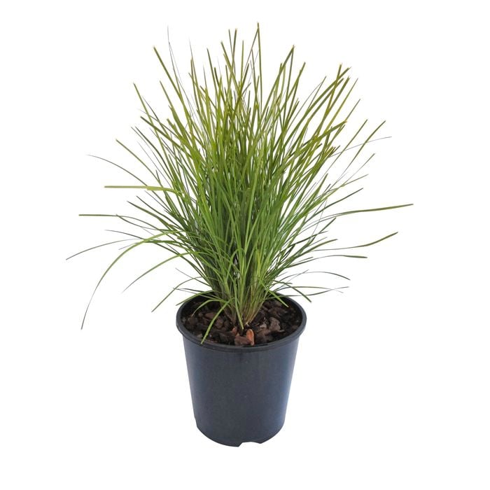 1.9L Lomandra Echidna Grass - Lomandra confertifolia