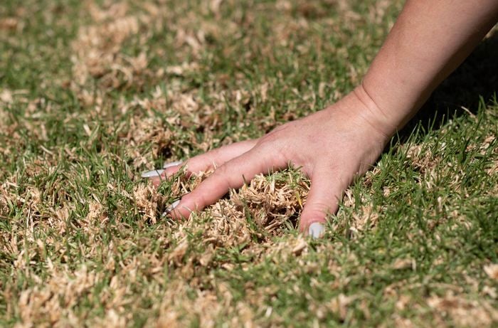 Lawn need dethatching with dead grass.