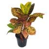 125mm Rina - Croton Codiaeum variegatum