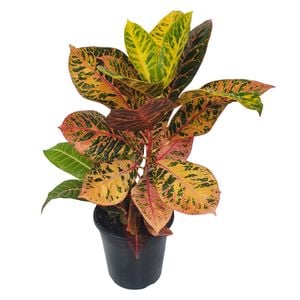 125mm Rina - Croton Codiaeum variegatum