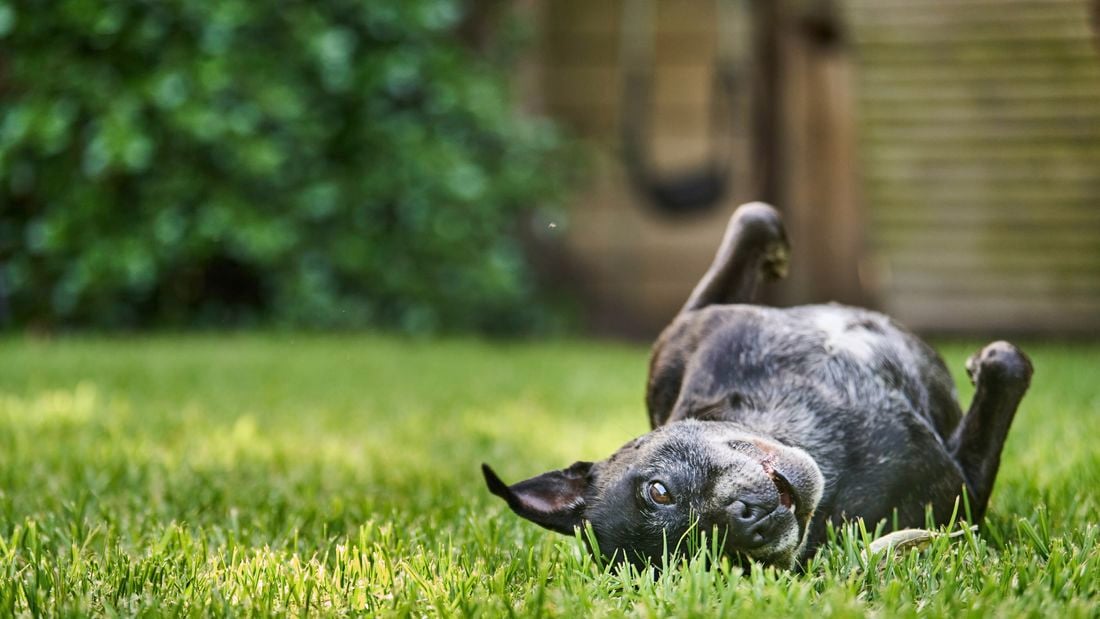 dog rolling around on the grass