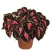130mm Main Street Coleus - Plectranthus scutellarioides