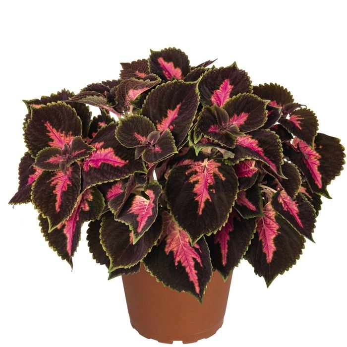 130mm Main Street Coleus - Plectranthus scutellarioides