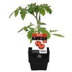 100mm Tomato Rouge De Marmande - Solanum Lycopersicum