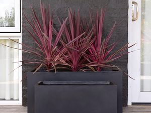 Black trough planters filled with red plants on a patio