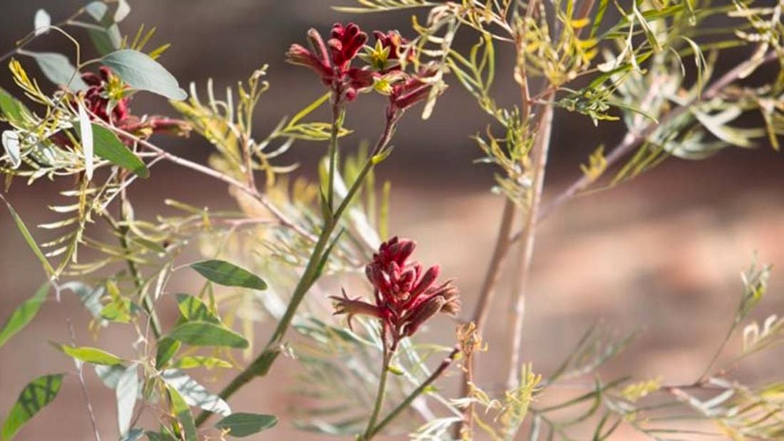 Close up of a plant.