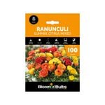 Bloomin Bulbs Ranunculi Summer Citrus Mixed - 100 Pack