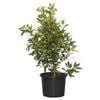 340mm Snowball Bush - Viburnum opulus sterile