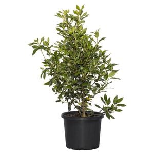 340mm Snowball Bush - Viburnum opulus sterile