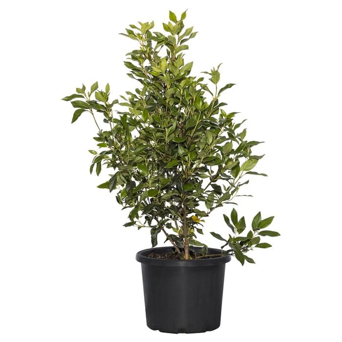 340mm Snowball Bush - Viburnum opulus sterile