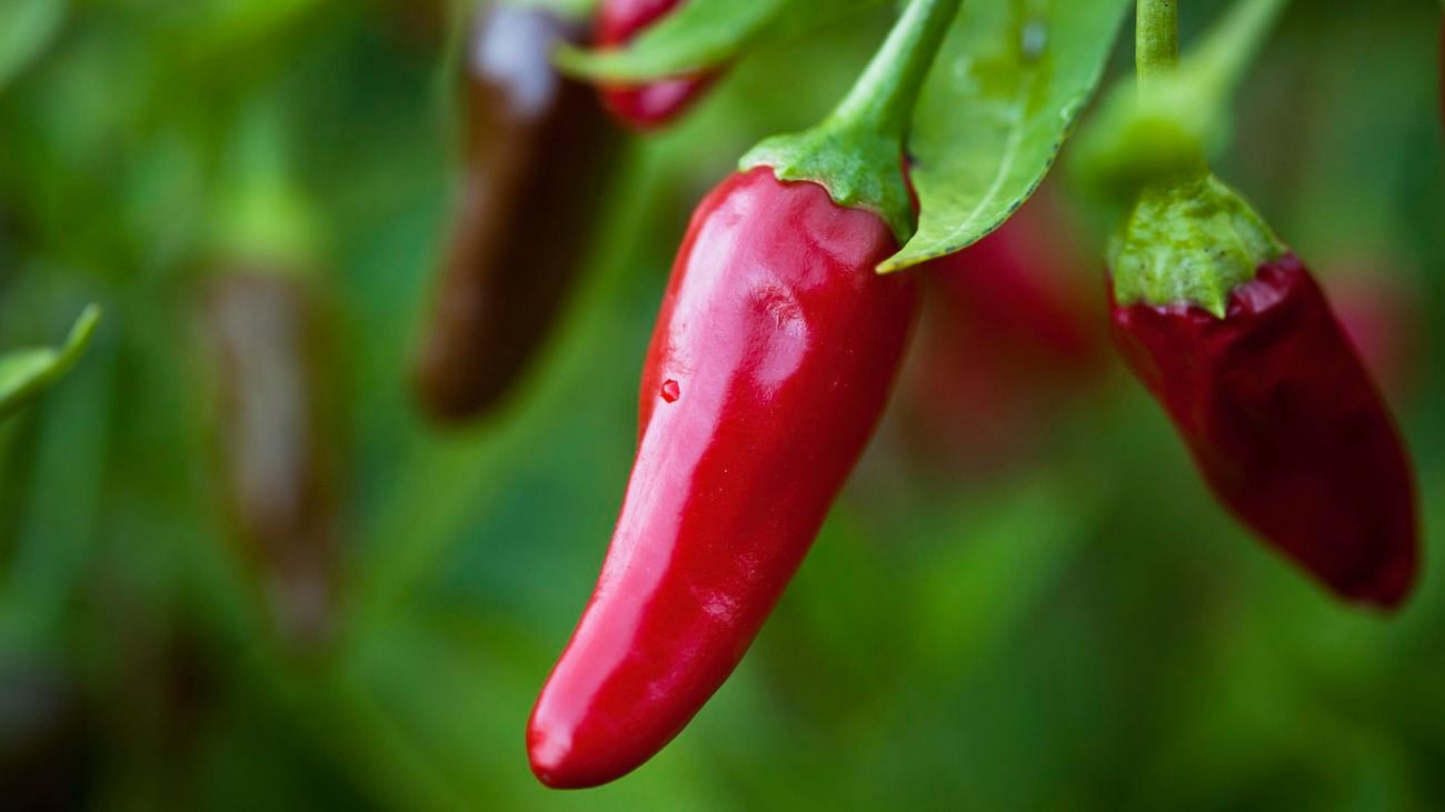 Red chilli pods growing on a plant stem