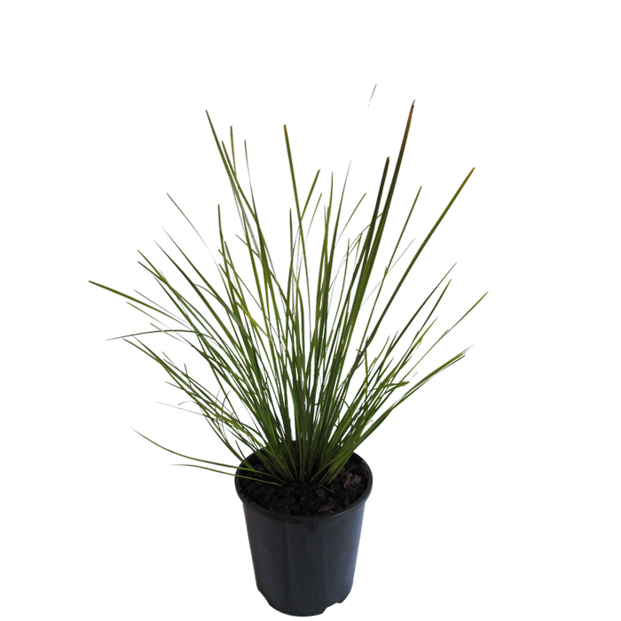 1.9L Lomandra Tanika - Lomandra longifolia lm300 pvr hom152