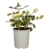 200mm Assorted Bush Rose - Rosa species
