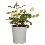 200mm Assorted Bush Rose - Rosa species
