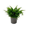 120mm Fluffy Ruffles Fern - Nephrolepis exaltata