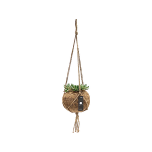 Kokodama 170mm Natural Hanging Ball With Succulent
