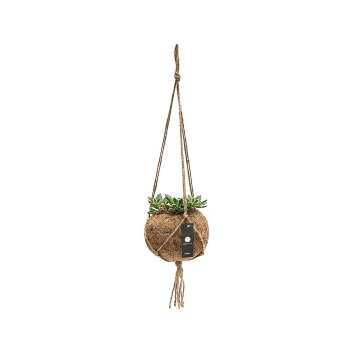 Kokodama 170mm Natural Hanging Ball With Succulent