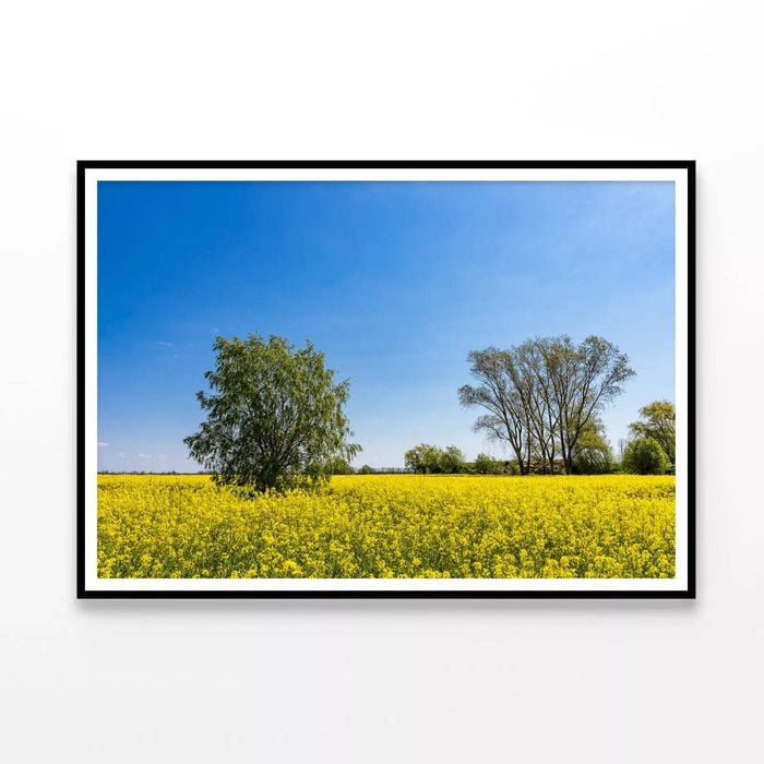 Yellow Canola Field with Trees  Print 100% Australian Made 90x60cm  (Poster)