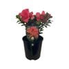 1.9L Azalea Luci - Rhododenron Azalea 