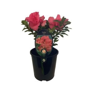1.9L Azalea Luci - Rhododenron Azalea 