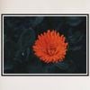 Galrie Kabloom Bright Red Flower Fine Art Photography Print for Home Decor, Black Frame, A4 21 x 30cm (8 x 12inch)
