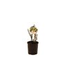 140mm Eremophila Glabra Silverball - Eremophila youngii