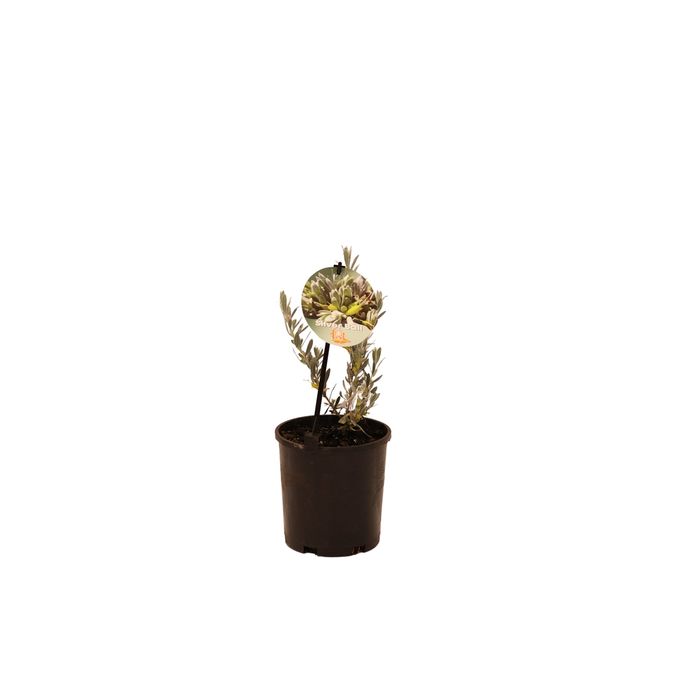 140mm Eremophila Glabra Silverball - Eremophila youngii