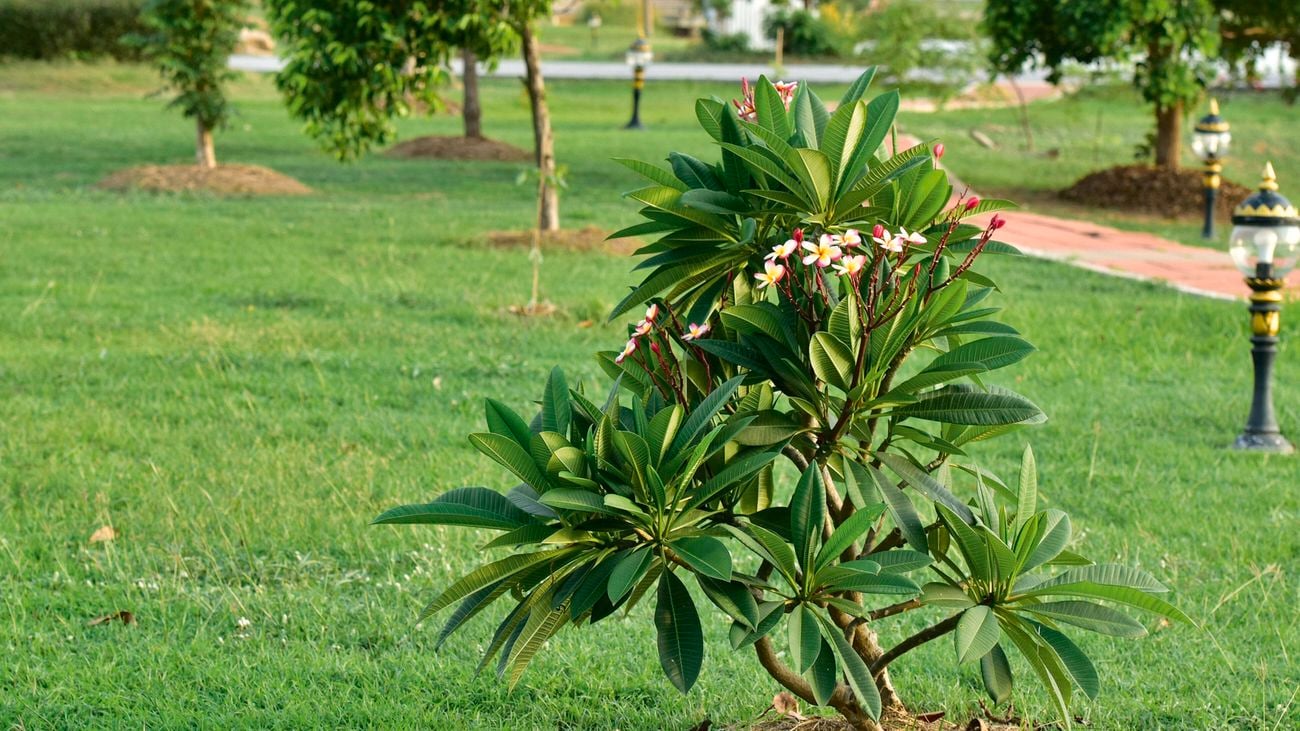 Frangipani tree in a garden.