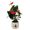 140mm Flamingo Plant - Christmas anthurium