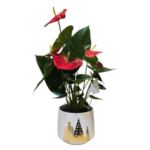 140mm Flamingo Plant - Christmas anthurium