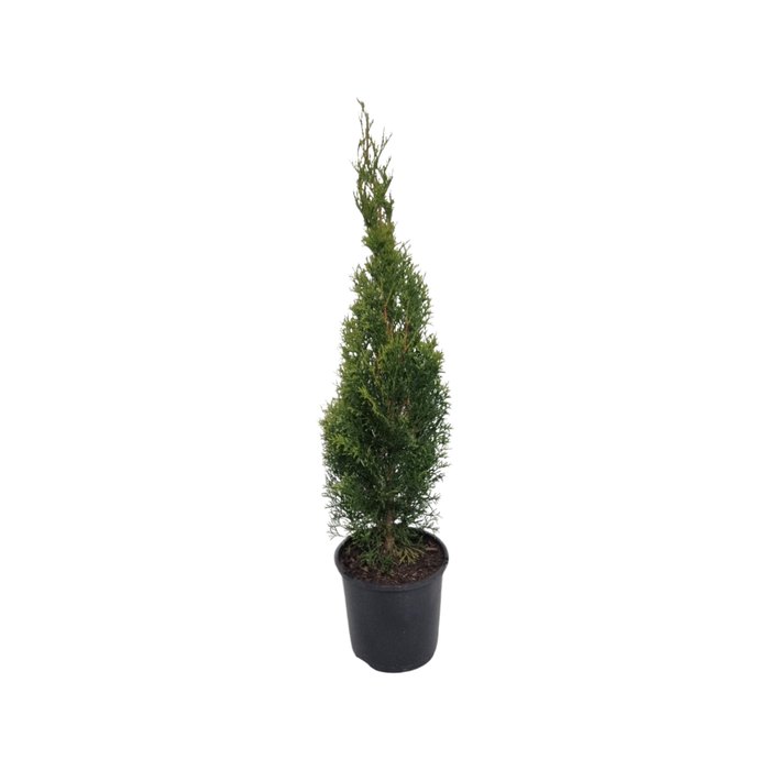 200mm Smaragd Conifer - Thuja occidentalis