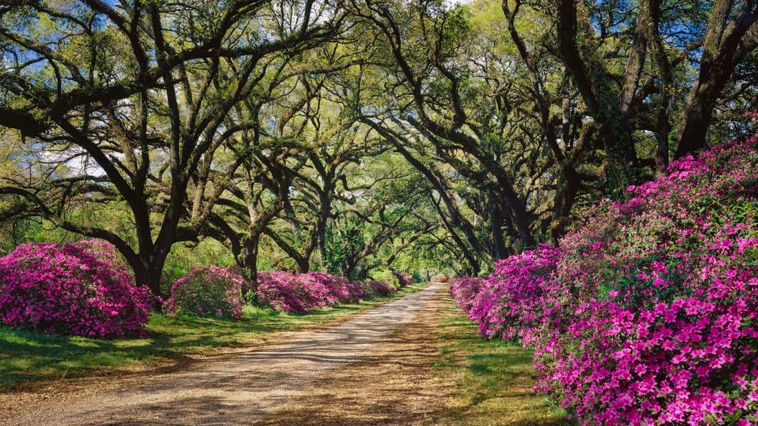 Pink flowering azaleas line the path