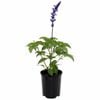 140mm Mystic Spires - Salvia longispicata x farinacea